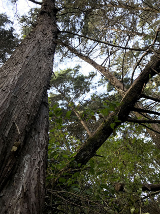 Carrizal, San Jose, ,Terreno,Venta,1028 Carrizal, San Jose, ,Terreno,Venta,1028