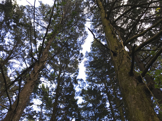 Carrizal, San Jose, ,Terreno,Venta,1028 Carrizal, San Jose, ,Terreno,Venta,1028