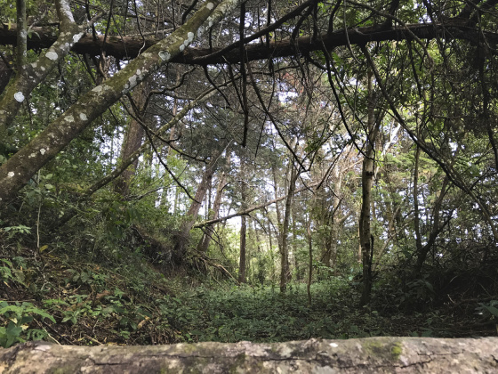 Carrizal, San Jose, ,Terreno,Venta,1028 Carrizal, San Jose, ,Terreno,Venta,1028