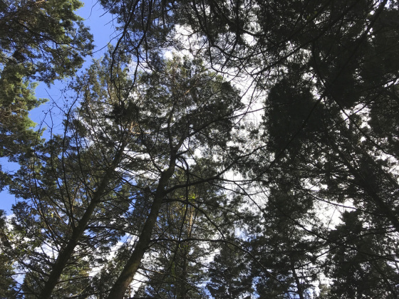 Carrizal, San Jose, ,Terreno,Venta,1028 Carrizal, San Jose, ,Terreno,Venta,1028