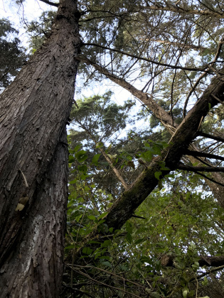 Carrizal, San Jose, ,Terreno,Venta,1028 Carrizal, San Jose, ,Terreno,Venta,1028