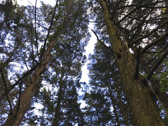 Carrizal, San Jose, ,Terreno,Venta,1028 Carrizal, San Jose, ,Terreno,Venta,1028