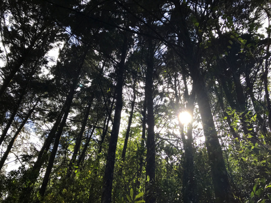 Carrizal, San Jose, ,Terreno,Venta,1028 Carrizal, San Jose, ,Terreno,Venta,1028