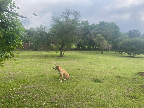 San Jose, ,Terreno,Venta,1517 San Jose, ,Terreno,Venta,1517