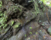 Naranjal, Guanacaste, ,Terreno,Venta,1650 Naranjal, Guanacaste, ,Terreno,Venta,1650