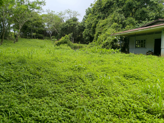 Naranjal, Guanacaste, ,Terreno,Venta,1650 Naranjal, Guanacaste, ,Terreno,Venta,1650